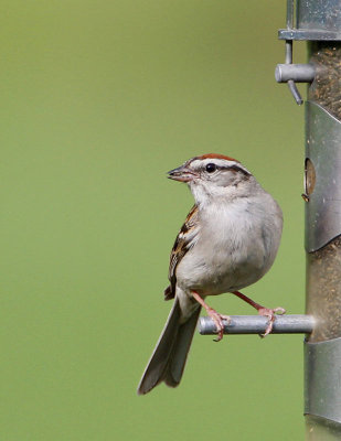 Chipping Sparrow