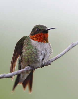 Ruby-throated Hummingbird, male