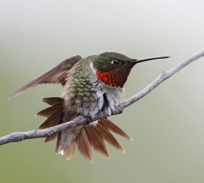 Ruby-throated Hummingbird, male