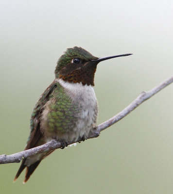 Ruby-throated Hummingbird, male