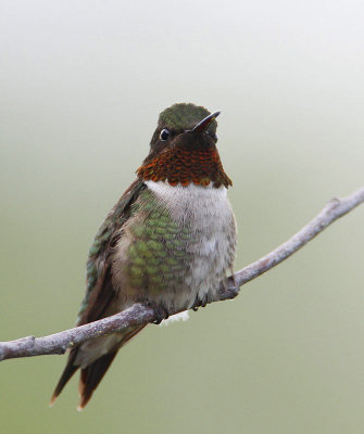 Ruby-throated Hummingbird, male