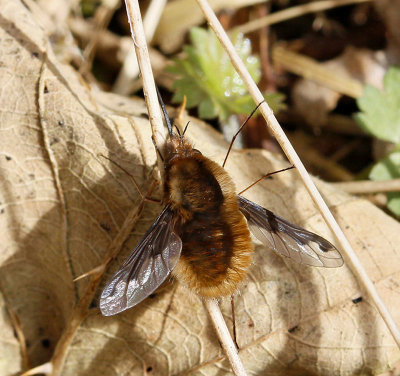 Stor svävfluga, (Bombylius major)