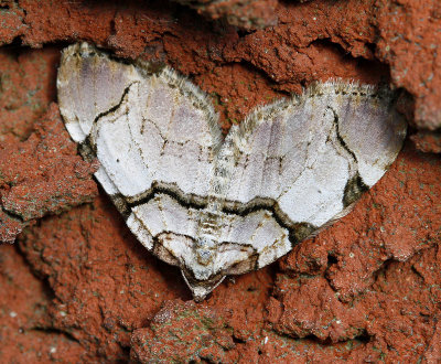 Rosenfältmätare, (Anticlea derivata)