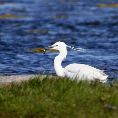 Little Egret, with small fish