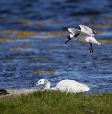 Little Egret with fish, and a hungry Black-headed Gull