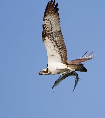 Osprey, with fish