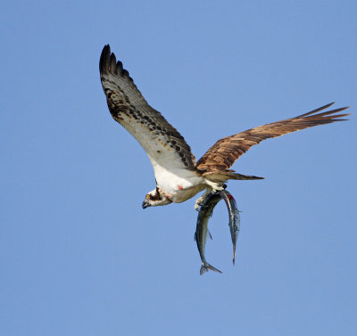 Osprey, with fish