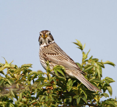 Corn Bunting, male
