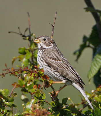 Corn Bunting, Kornsparv