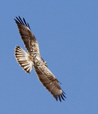 Common Buzzard, pale morf, (Brringevrk)