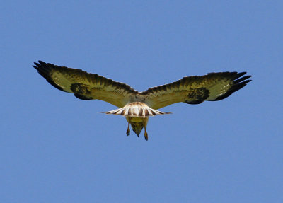 Common Buzzard, Börringevråk, hoovering