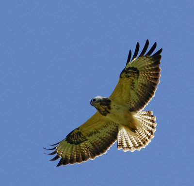 Common Buzzard, pale morf, (Börringevråk), in backlight
