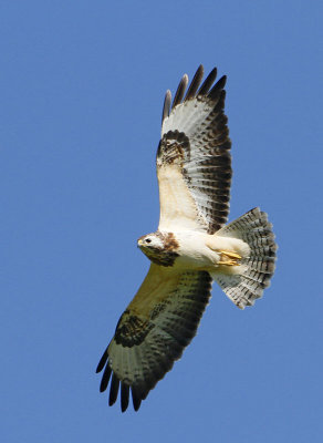 Common Buzzard, ad. pale morf, (Börringevråk)