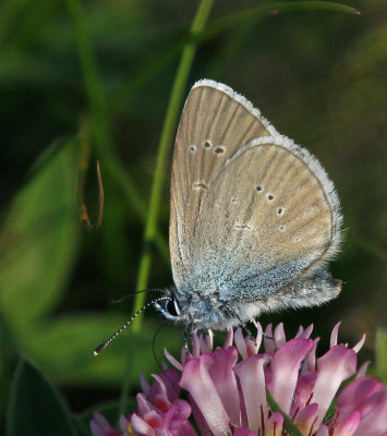Ängsblåvinge, (Polyommatus semiagrus), male