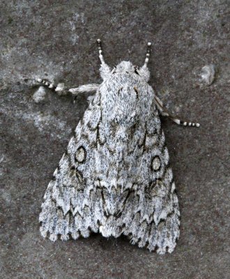 Lönnaftonfly, (Acronicta aceris)