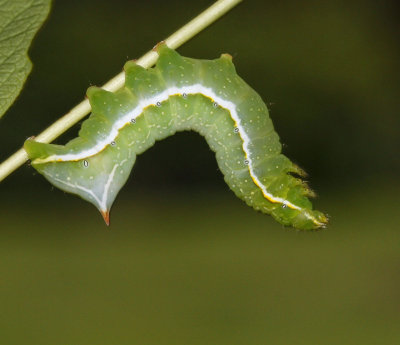 Afrikabuskfly, (Amphipyra berbera)