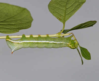 Afrikabuskfly, (Amphipyra berbera)