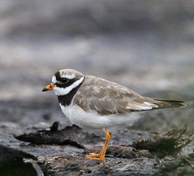 Common Ringed Plover, adult male
