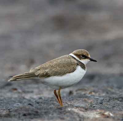 Little Ringed Plover, juv.