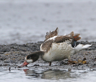 Common Shelduck, (Gravand)