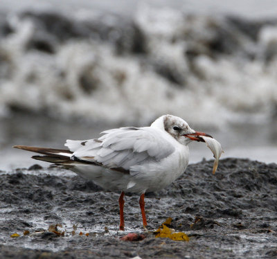 Black-headed Gull, adult, with small flat fish