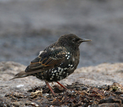 Common Starling, female, non breeding