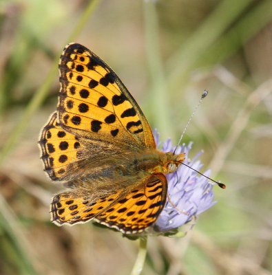 Storfläckig Pärlemorfjäril, (Issoria lathonia)