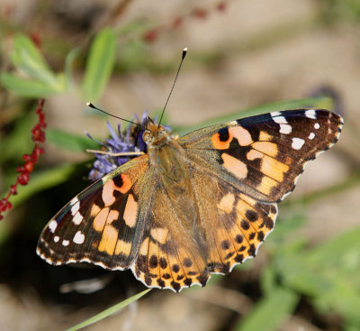 Tistelfjäril, (Cynthia cardui)