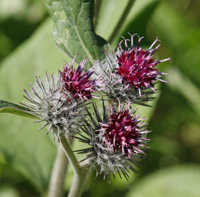 Ullig kardborre, (Arctium tomentosum)