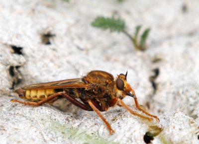Getingrovfluga, (Asilus crabroniformis)