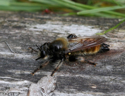 Rovfluga, (Laphria flava)