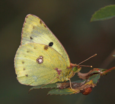 Ljusgul höfjäril, (Colias hyale)