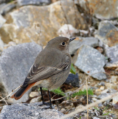 Black Redstart, probably adult female