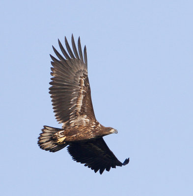 White-tailed Eagle, juv.