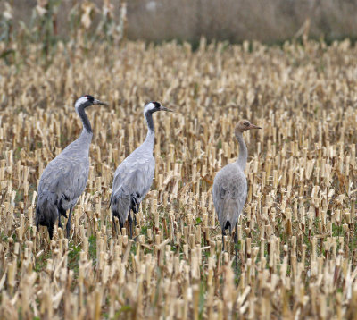 Common Crane, family