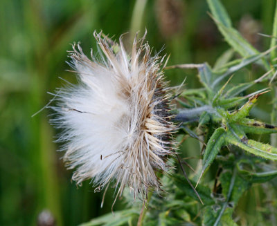 Vägtistel, (Cirsium vulgare), after flowering