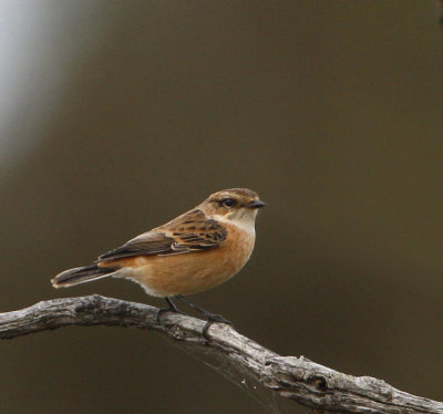 Siberian Stonechat, juv.