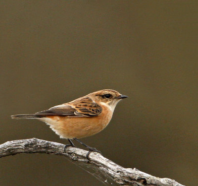 Siberian Stonechat, juv.