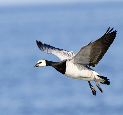 Barnacle Goose, landing