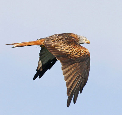 Red Kite, ad.