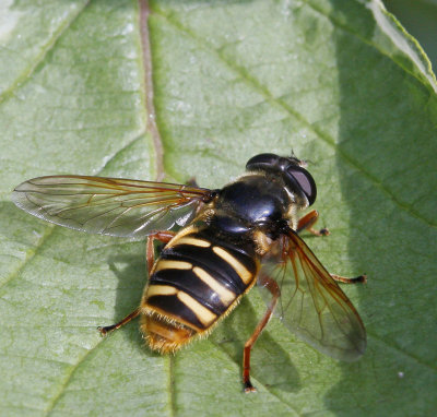 Ljungtorvblomfluga, (Sericomyia silentis)