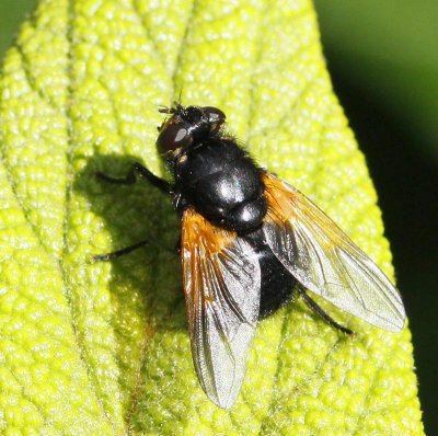 Gulfläckig fluga, (Mesembrina meridiana)