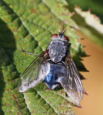 Spyfluga, (Calliphora vomitoria), female