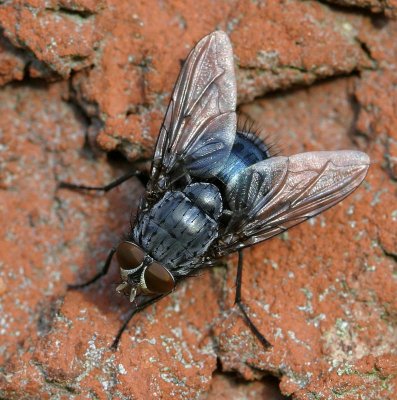 Spyfluga, (Calliphora vomitoria), male