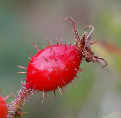 Hartsros, (Rosa villosa)