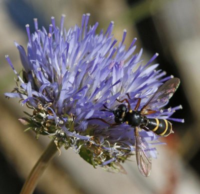 Stekelfluga, Conops quadrifasciatus)