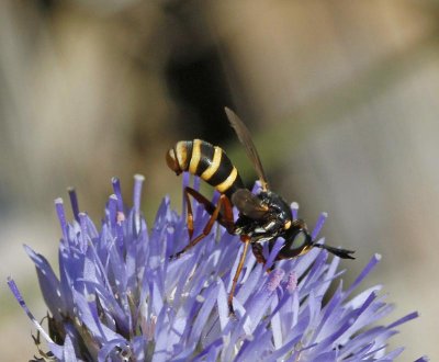 Stekelfluga, Conops quadrifasciatus)