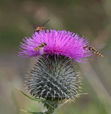 Vgtistel, (Cirsium vulgare), med blomflugor