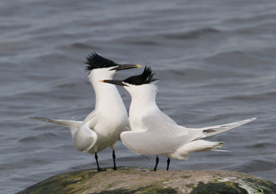 Sandwich Terns, adult couple 