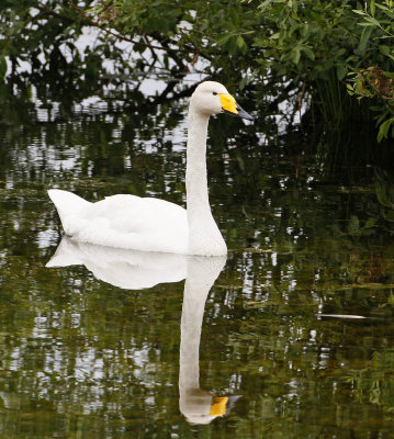 Whooper Swan, adult